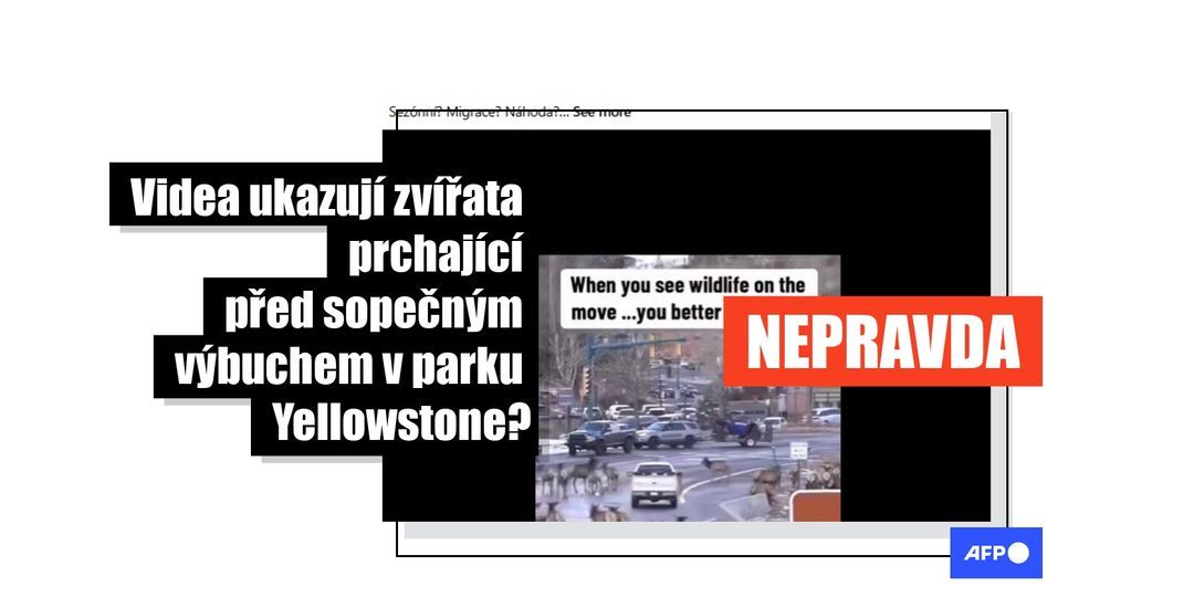 Ne, videa neukazují zvířata prchající z Yellowstonského parku před přírodní katastrofou - Featured image