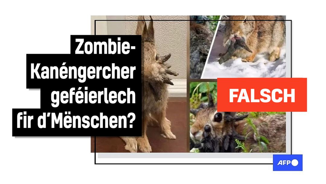 Faktencheck: Iwwerdriwwe Rumeuren iwwer "Frankenstein"-Kanéngercher a Sozialen Netzwierker - Featured image