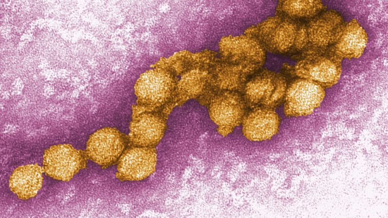 Forscher haben Viren nachgewiesen - und auch fotografiert - Featured image