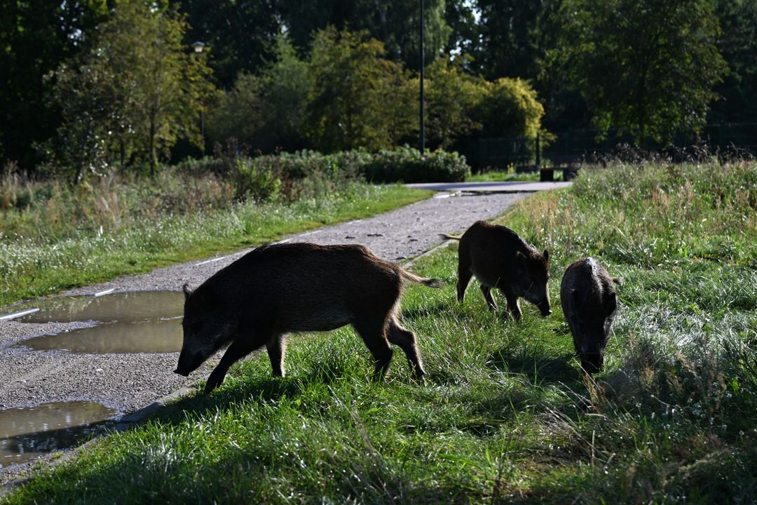 Misinformation spreads as Croatia battles African swine fever - Featured image