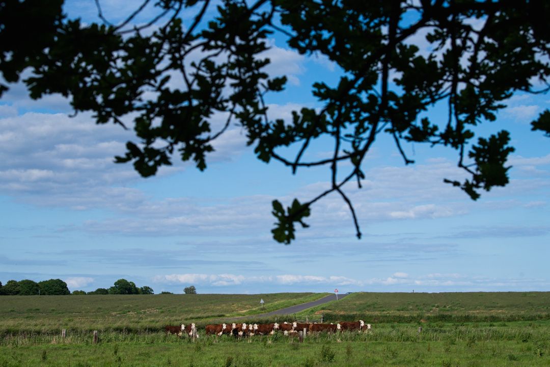 What we know about Bovaer and Danish cattle farms - Featured image